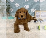 Small #2 Goldendoodle mix (+ Poodle Miniature)
