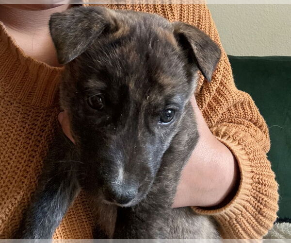 Medium Photo #2 Mutt Puppy For Sale in Dana Point, CA, USA