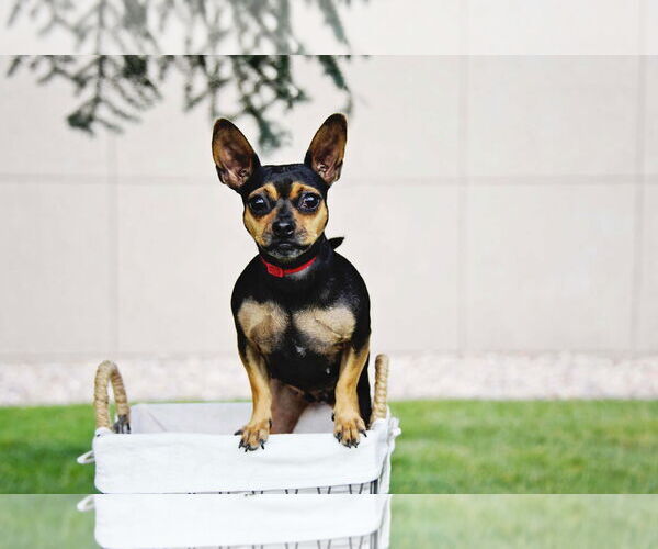 Medium Photo #7 Chihuahua Puppy For Sale in Sandy, UT, USA