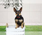 Small #6 Chihuahua