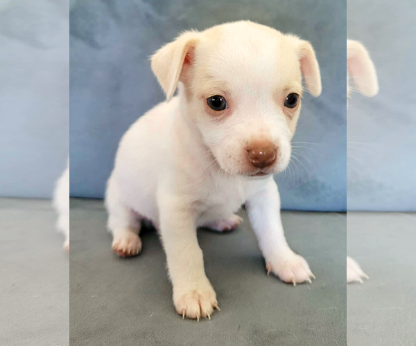 Medium Photo #2 Chihuahua-Unknown Mix Puppy For Sale in Corona, CA, USA