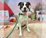 Small #1 American Pit Bull Terrier Mix