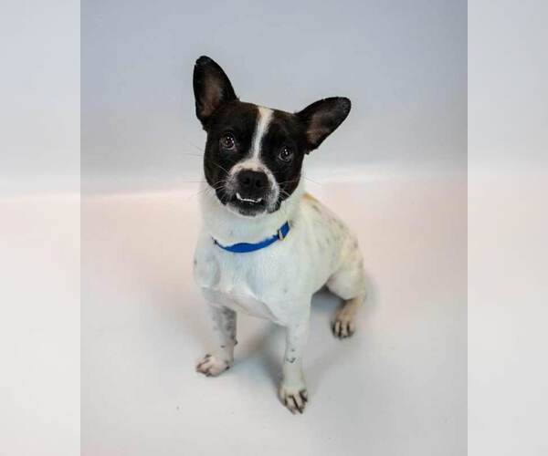 Medium Photo #6 Boston Terrier-Unknown Mix Puppy For Sale in Kennesaw, GA, USA