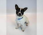 Small #5 Boston Terrier Mix