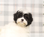 Small #1 Zuchon