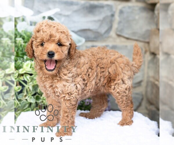 Medium Photo #5 Havapoo Puppy For Sale in LEWISBURG, PA, USA