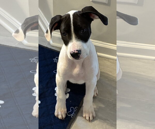 Medium Photo #7 Mutt Puppy For Sale in Holly Springs, NC, USA