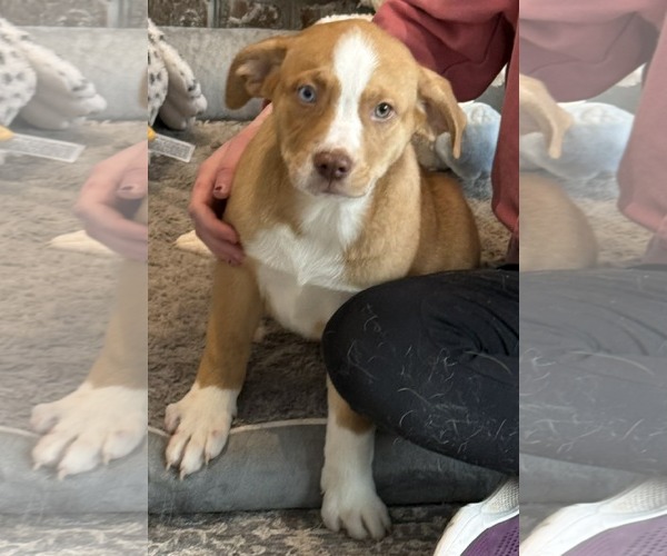 Medium Photo #2 Labsky Puppy For Sale in Mechanicsburg, PA, USA