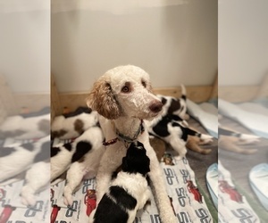 Mother of the Aussiedoodle puppies born on 03/17/2022