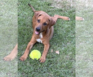 Rhodesian Ridgeback-Unknown Mix Dogs for adoption in Rockaway, NJ, USA