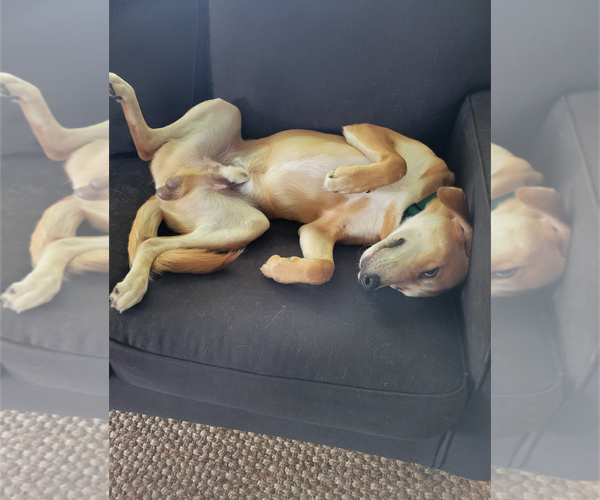 Medium Photo #11 Retriever -Unknown Mix Puppy For Sale in Holly Springs, NC, USA