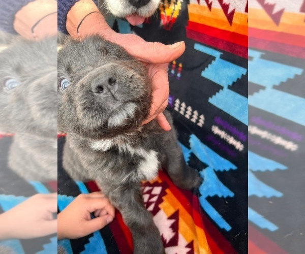 Medium Photo #4 Newfoundland Puppy For Sale in SPRAGUE, WA, USA