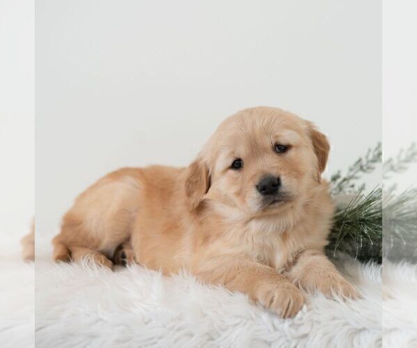 Medium Photo #4 Golden Retriever Puppy For Sale in NEWPORT, PA, USA