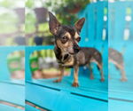 Small #4 Chihuahua