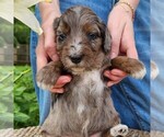 Small #6 F2 Aussiedoodle