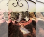 Small #5 Havanese