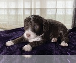 Small #2 Miniature Australian Shepherd-Miniature Bernedoodle Mix
