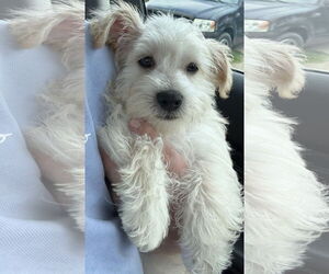 Cairn Terrier-Unknown Mix Dogs for adoption in Coralville, IA, USA