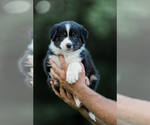 Small Photo #34 Australian Shepherd Puppy For Sale in ARODA, VA, USA