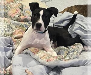 Kane - Male American Pit Bull Terrier-Unknown Mix Dog for Adoption - Photo #2