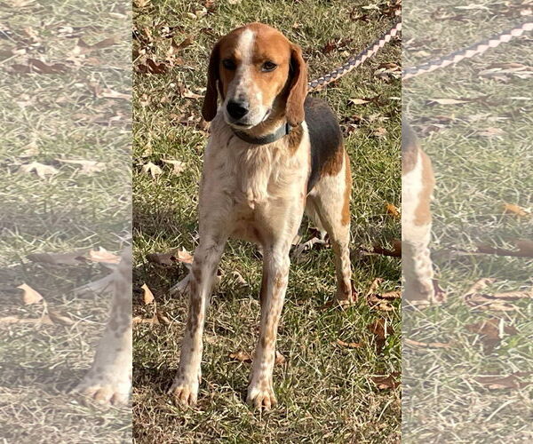 Medium Photo #1 American Foxhound-Unknown Mix Puppy For Sale in Rustburg, VA, USA
