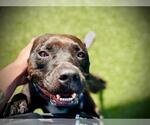 Small #1 American Pit Bull Terrier