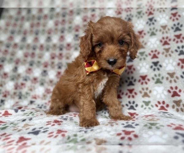Medium Photo #4 Cockapoo (Miniature) Puppy For Sale in LAKELAND, FL, USA