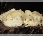 Small Photo #4 Golden Retriever Puppy For Sale in VALLEY CENTER, KS, USA