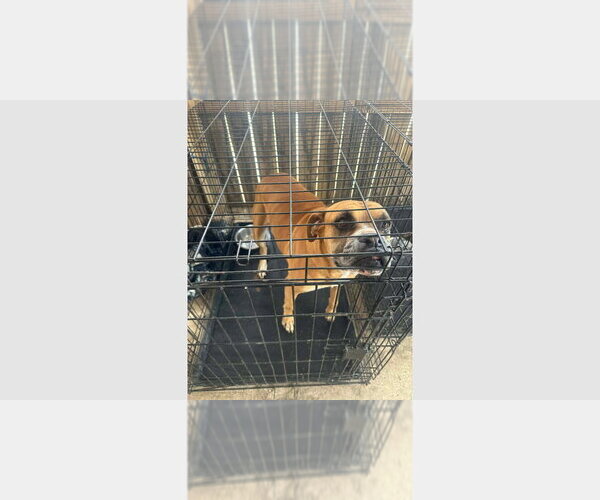 Medium Photo #4 Boxer Puppy For Sale in Austin, TX, USA