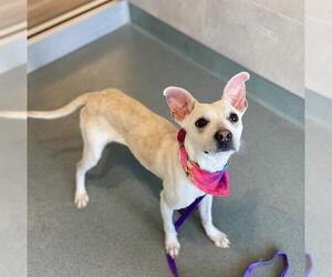 German Shepherd Dog-Unknown Mix Dogs for adoption in Baytown, TX, USA