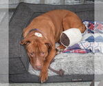 Small #11 American Staffordshire Terrier-Boxer Mix