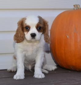 Medium Photo #1 Cavalier King Charles Spaniel Puppy For Sale in HOLMESVILLE, OH, USA