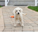 Small #11 Labrador Retriever