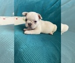 Small #16 French Bulldog