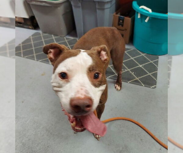 Medium Photo #2 Staffordshire Bull Terrier-Unknown Mix Puppy For Sale in Louisville, KY, USA