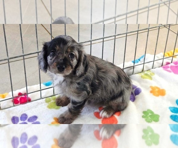 Medium Photo #3 Cavapoo (Miniature)-Poodle (Toy) Mix Puppy For Sale in ORO VALLEY, AZ, USA