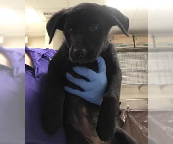 Medium Photo #1 Labrador Retriever Puppy For Sale in Conroe, TX, USA