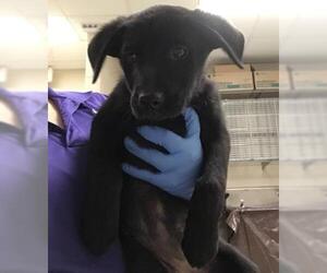 Labrador Retriever Dogs for adoption in Conroe, TX, USA