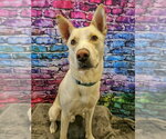 Small #4 Gerberian Shepsky