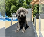 Small #2 Labrador Retriever
