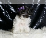 Small #1 Maltipoo