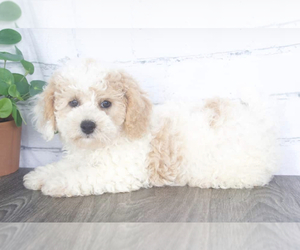 Poochon Puppy for sale in RED LION, PA, USA