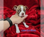 Small Photo #4 Boston Terrier Puppy For Sale in SALINA, KS, USA