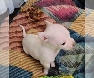 Chihuahua Puppy for sale in WEST BRANCH, MI, USA