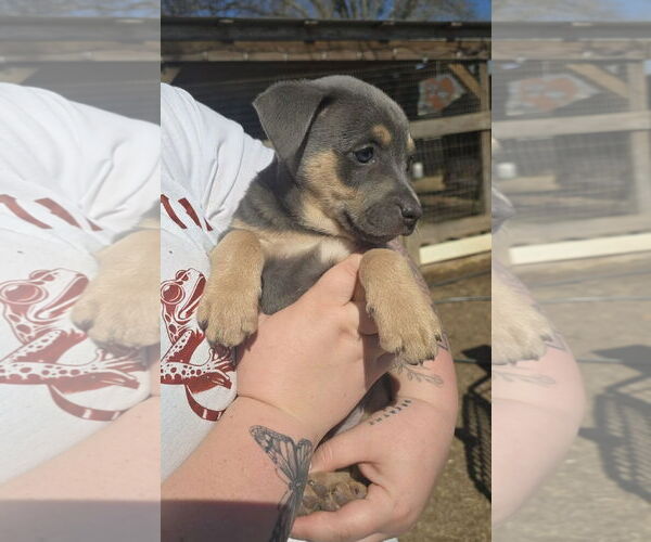 Medium Photo #2 American Pit Bull Terrier-Unknown Mix Puppy For Sale in Oakhurst, NJ, USA