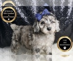 Small #6 Poodle (Toy)