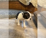 Small #6 Boston Terrier