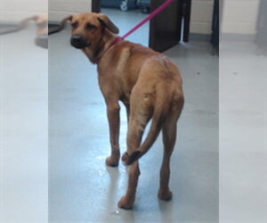 Labrador Retriever Dogs for adoption in Fayetteville, NC, USA
