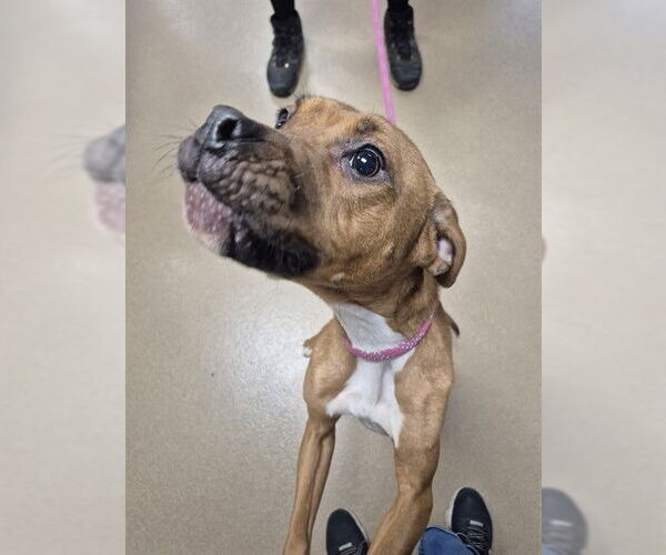 Medium Photo #1 American Pit Bull Terrier Puppy For Sale in Decatur, IL, USA