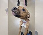 Small American Pit Bull Terrier